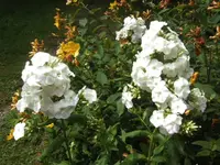 BILD4345.webp