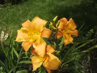 BILD4353.webp