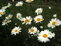 BILD4355.webp