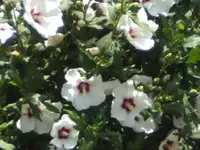 BILD4358.webp