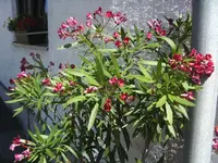 BILD4394.webp