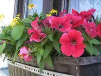 BILD4398.webp