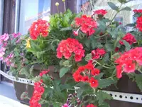 BILD4400.webp