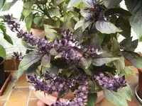 BILD4406.webp