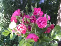 BILD4407.webp