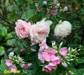 IMG_9132-002.webp