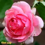 IMG_9141-002.webp