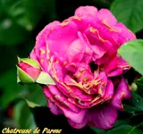 IMG_9145-001.webp