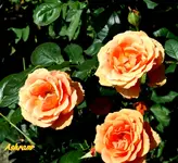 IMG_9215.webp