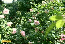 IMG_9218.webp