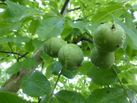 P1480860.webp