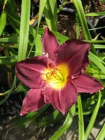 strutters ball_600x800.webp