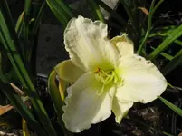 white temptation_1067x800.webp
