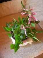DSCN0833.webp