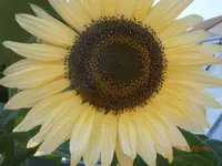 P8061036.webp