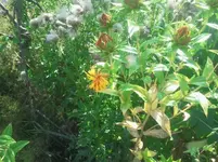 unkraut_1.webp