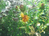 unkraut_2.webp