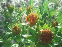 unkraut_3.webp
