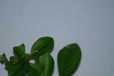 blattdetail_1.webp