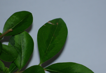 blattdetail_2.webp