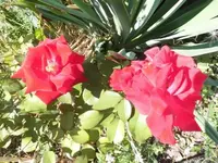 Bilda011.webp