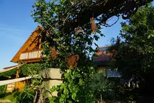 Rostblumen (Kopie).webp