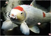 Koi (Kopie).webp