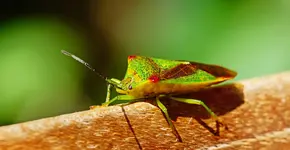 Bunte Blattwanze (1).webp