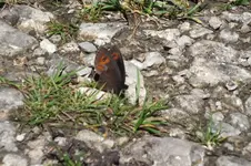 DSCF2610.webp