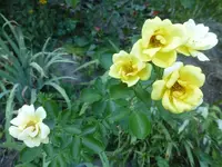 P1480958.webp P1480958.webp