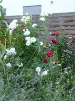 P1480961.webp P1480961.webp