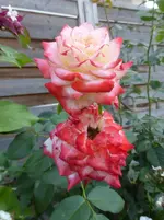 P1480968.webp P1480968.webp