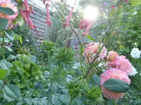 P1480970.webp P1480970.webp