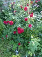 P1480966.webp P1480966.webp