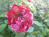 P1480965.webp P1480965.webp