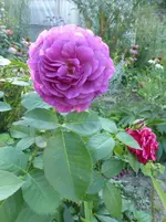 P1480964.webp P1480964.webp