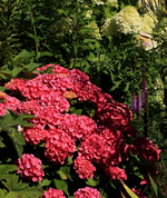 Ballhortensie_pink_Hangbeet_700.webp