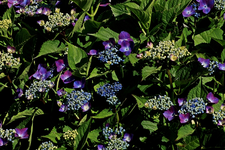 blaue Tellerhortensie_unten links_700.webp