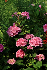 Ballhortensie_rosa_Beet Einfahrt_700.webp