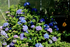 Endless Summer_echt balu_GWH_150cm hoch_700.JPG