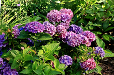 Endless Summer_Pink_lila_800.webp