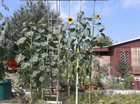20150807_112519.webp