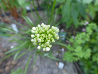 P1470267.webp