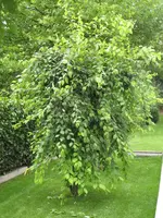 Zierapfel.webp