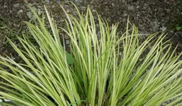 green (26).webp