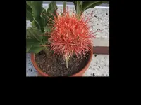 Haemantus M.-Scadoxus Kat..webp