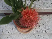 Blutblume Haemanthus-Scadoxus 2015 .webp
