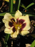 celebration of angle4_600x800.webp