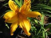 jersy spider5_1067x800.webp