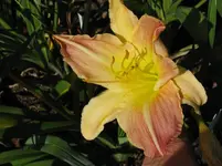 pointer poet 6_1067x800.webp